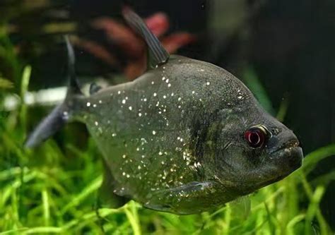 blue diamond piranha|Serrasalmus rhombeus (Black Piranha/Rhom) — .